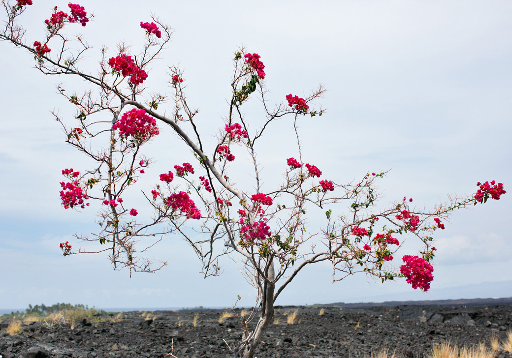 Emily Nathan Tiny Atlas Quarterly Kona Hawaii